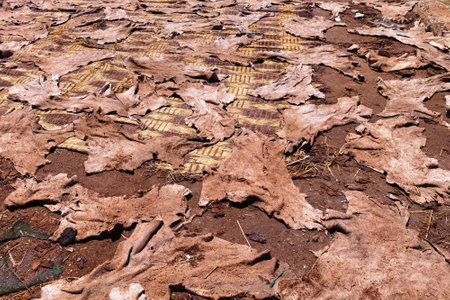 Drying of the animal skins in the tannery in Marrakech on a sunny day. Morocco.の写真素材