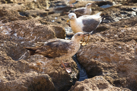 Group of the big yellow-legged gulls looking for food on the volcanic shore of the Atlantic Ocean in the area of Essaouira in Morocco in the low tide time.の写真素材