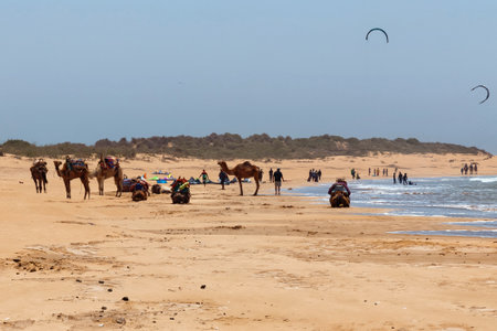 ESSAOUIRA, MOROCCO - JUNE 10, 2017: Group of camels with guides are resting on the beach on the Atlantic ocean coast while waiting for tourists.のeditorial素材