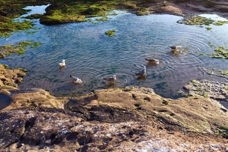 Group of the yellow-legged gulls in the puddle on the volcanic shore of the Atlantic Ocean in the area of Essaouira in Morocco in the low tide time.の写真素材