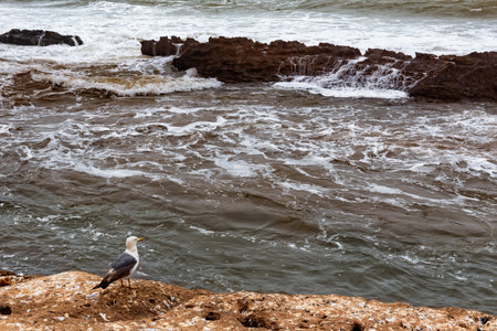 View of the lonely seagull who is looking on the Atlantic Ocean in the area of Essaouira in Morocco.の写真素材