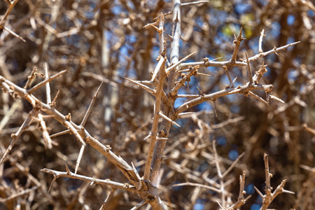 Branches with thorns in the arid climate of Moroccoの写真素材