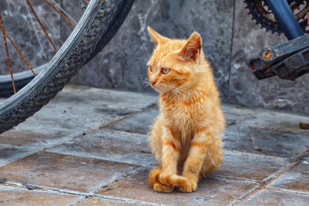 The small yellow cute kitty on the street of the Essaouira in Morocco.の写真素材