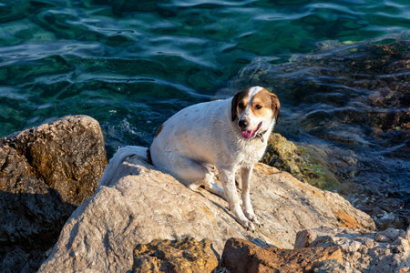 An adult dog sitting on the stones near the shore of the Mediterranean Sea near the city of Antalya. Turkey.の写真素材