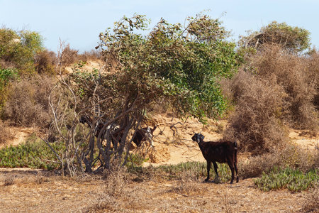 Moroccan goats looking for food among the desert sandy territories. Essaouira, Morocco.の写真素材