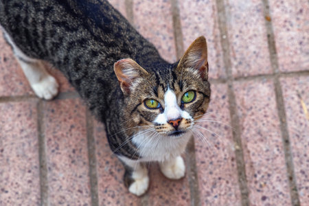 The small cute gray cat on the street of the Essaouira in Morocco.の写真素材