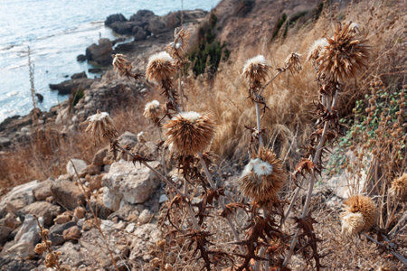 Dry thorns plants the Mediterranean sea coast in city of Byblos (Jbeil). Lebanon.の写真素材
