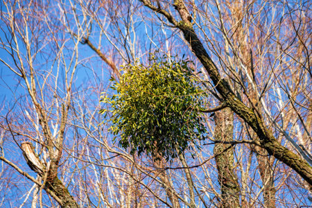 Mistletoe on the branches of a tree in early spring. Mistletoe is a hemiparasite on several species of trees, from which it draws water and nutrients.の写真素材