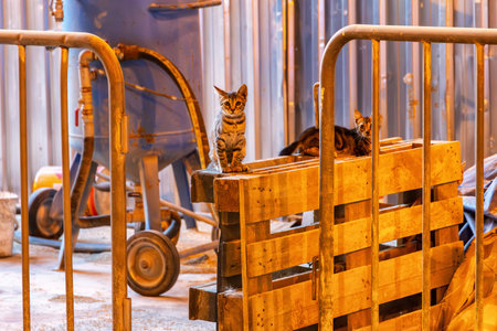 Young kittens at night at an urban construction site.の写真素材