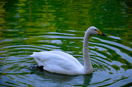 Swan on a pondの写真素材