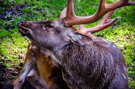 wild reindeerの写真素材