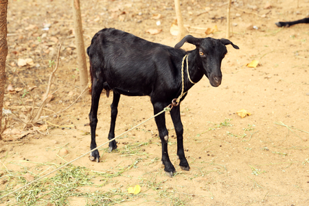 Portrait of a black goatの写真素材