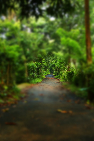 pathway in green forest.の写真素材