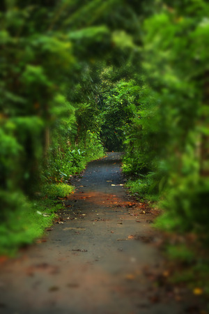 Walkway Lane Path With Green Trees in Forest. Beautiful Pathway Way Through Dark Forest.の写真素材