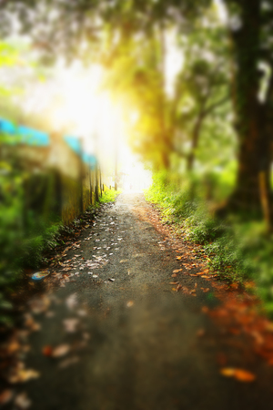 Path Road Way Pathway On Sunny Day In Summer Forest. Sunbeams Pour Through Trees. Indian Nature.の写真素材