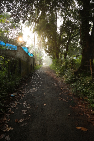 Path Road Way Pathway On Sunny Day In Summer Forest. Sunbeams Pour Through Trees. Indian Natureの写真素材