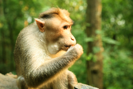 Hungry Monkey eating with trees background