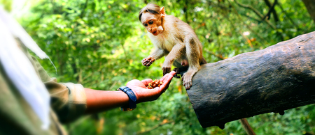 Man feeding a small monkeyの写真素材