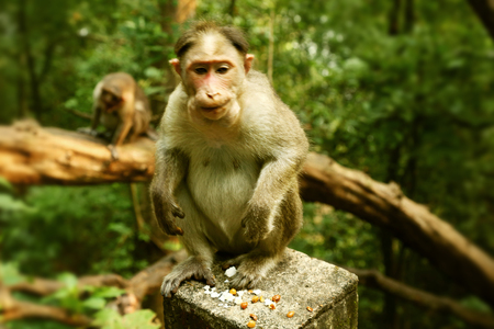 monkey on natural background,の写真素材
