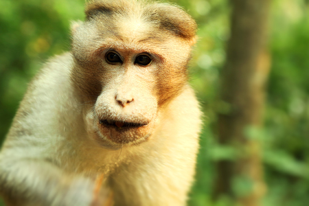 Portrait of monkey on natural background,