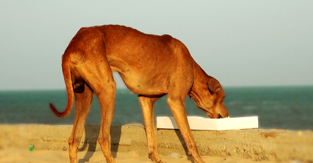 Hungry dog eating food, beach, India.の写真素材