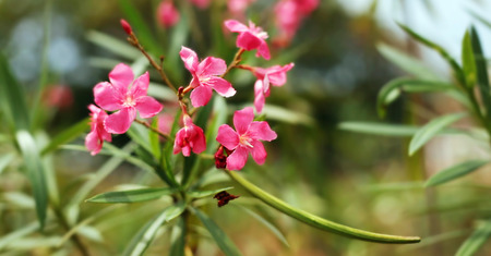 Closeup pink flowers, nature background.