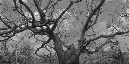 branches of the tree, Detailed tree