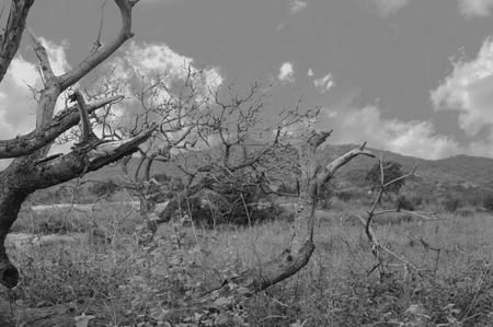 Creepy art grunge landscape in black and white, day effects