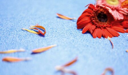 flowers on light blue background. Empty Place For A Textの写真素材