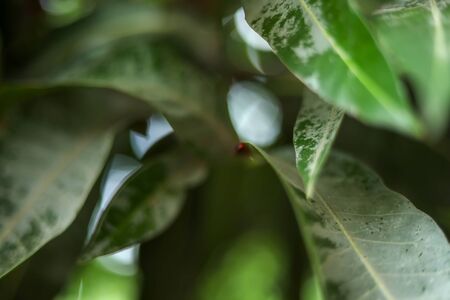Beautiful mango tree leaf landscape with bokeh effect backgroundsの写真素材