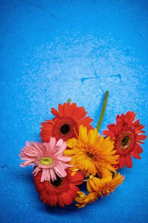 flowers on light blue background. Empty Place For A Textの写真素材
