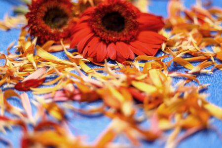 Colorful flowers on light blue backgroundの写真素材