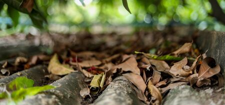Beautiful autumn landscape falling House Roof Top with bokeh effect sunlight backgroundsの写真素材