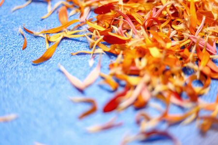 Colorful flowers on light blue background. Empty Place For A Textの写真素材