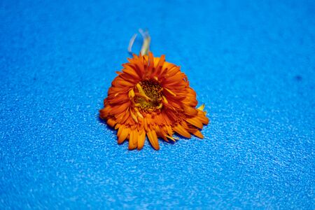 flowers on light blue background. Empty Place For A Text