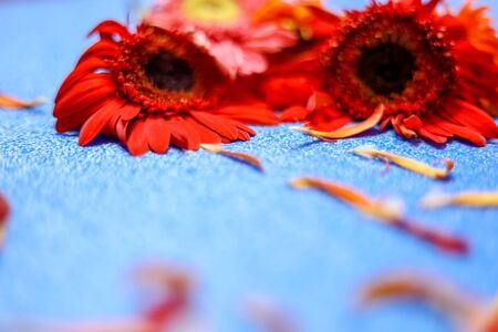 flowers on light blue background. Empty Place For A Text Top Viewsの写真素材