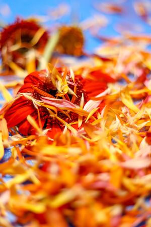 Colorful flowers on light blue background.の写真素材