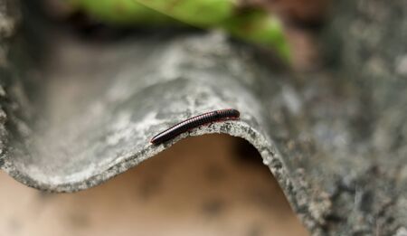 Millipedes are crawling on the roof of the housesの写真素材