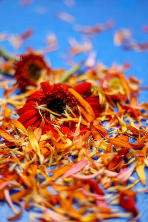 Colorful flowers on light blue backgroundの写真素材