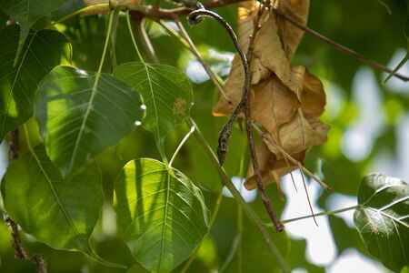 dead dry green Asian vine snakeの写真素材