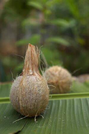 fresh brown coconuts with green banana leaf on nature background.の写真素材