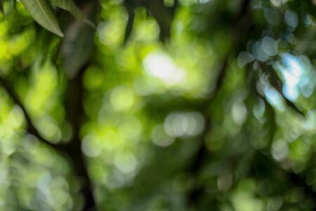 Green bokeh on nature defocus art abstract blur backgroundsの写真素材