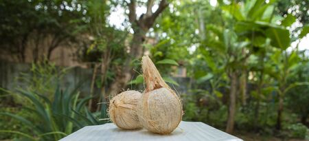 brown coconuts on nature background.の写真素材