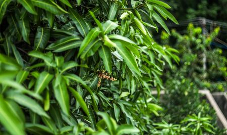 Green background of mango leafsの写真素材