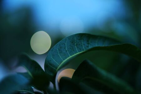 green leaf of mango with rain dropの写真素材