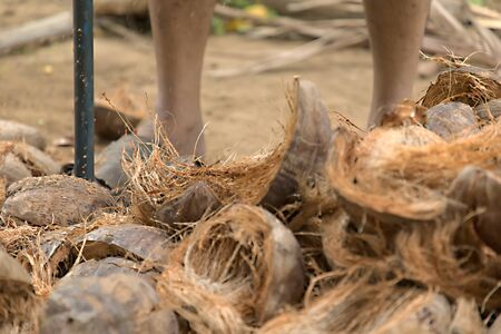 Closeup view of a coconut peeler peeling off the coconutの写真素材