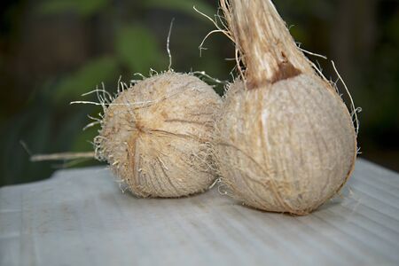 brown coconuts on nature background.