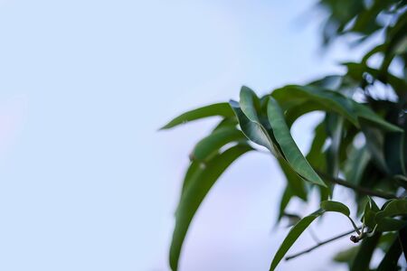 Green leaf frame isolated on blue sky background, Mango leaveの写真素材