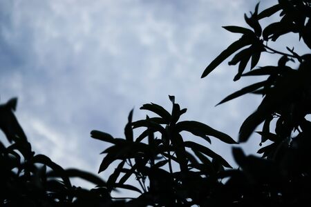 Silhouette shot of Mango tree on blue sky backgroundsの写真素材