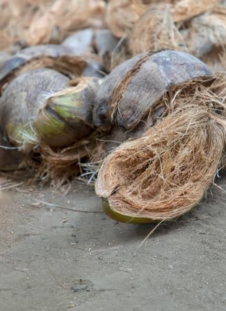 Coconut husk / Coir is the fibrous husk and pithy dust that makes up the outer layer ripe coconut.の写真素材